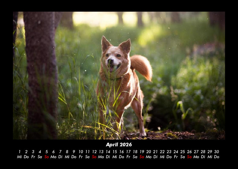 Waldzauber Fotokalender 2026 - 4