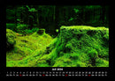 Waldzauber Fotokalender 2026 - 7