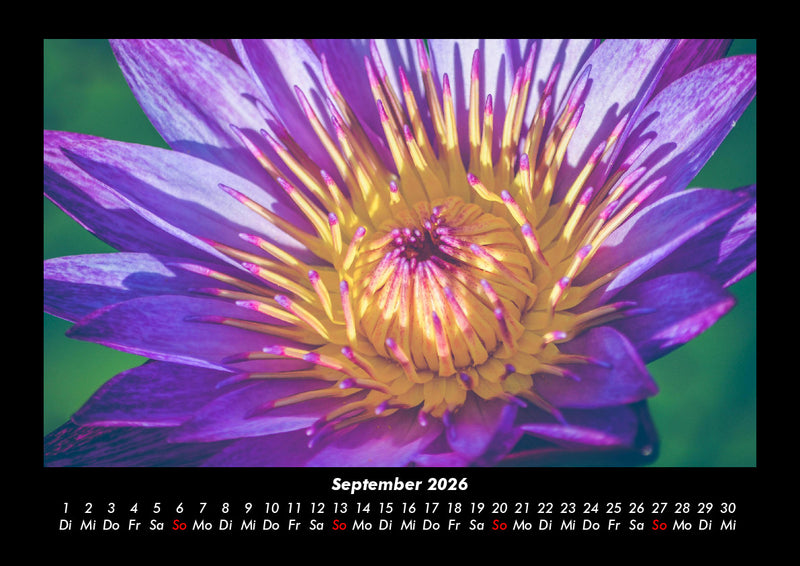 Blumenträume Fotokalender 2026 - 9