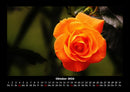 Blumenträume Fotokalender 2026 - 10