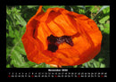Blumenträume Fotokalender 2026 - 11