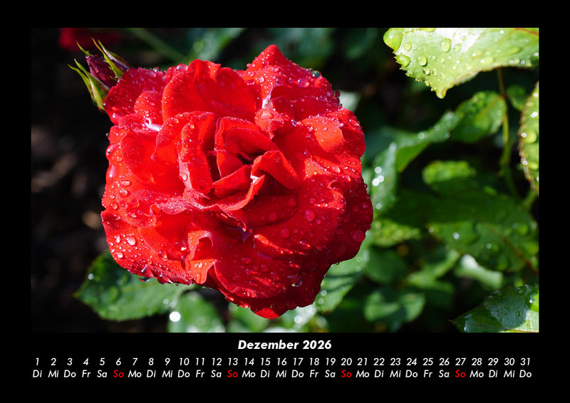 Blumenträume Fotokalender 2026 - 12