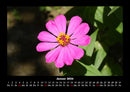 Blumenträume Fotokalender 2026 - 1