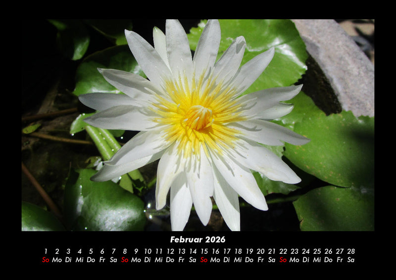 Blumenträume Fotokalender 2026 - 2