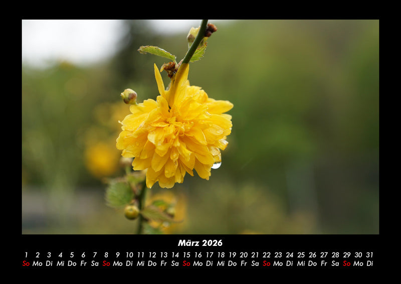 Blumenträume Fotokalender 2026 - 3