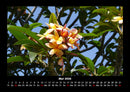 Blumenträume Fotokalender 2026 - 5