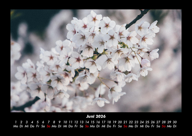 Blumenträume Fotokalender 2026 - 6