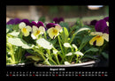 Blumenträume Fotokalender 2026 - 8
