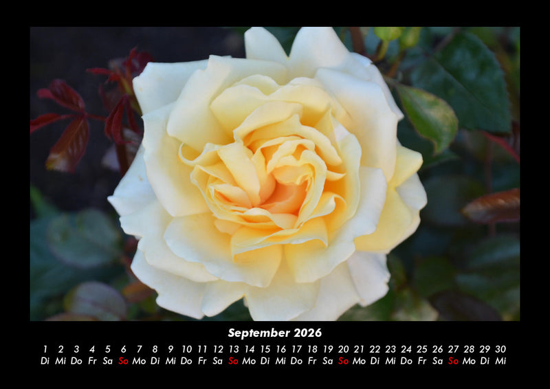 Rosentraum Fotokalender 2026 - 9