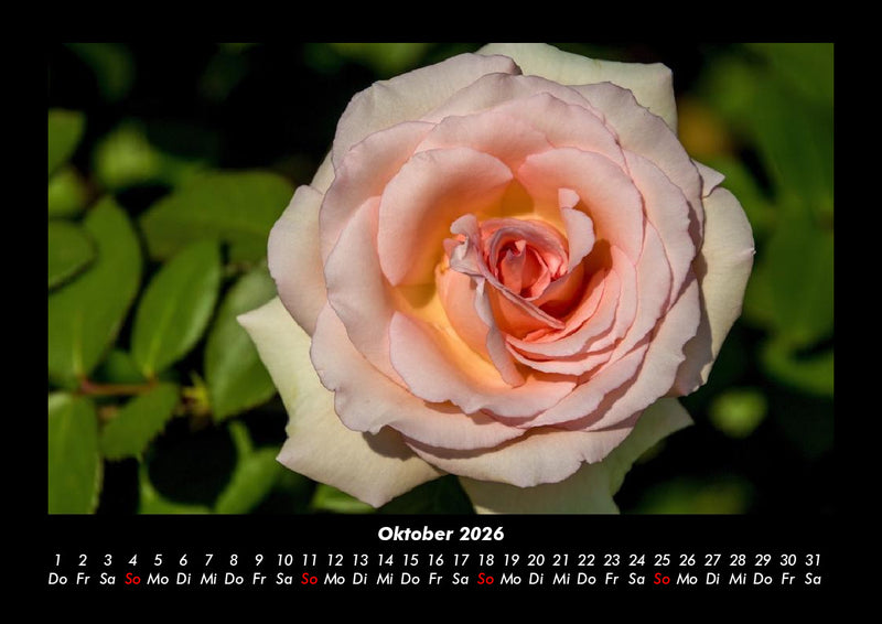 Rosentraum Fotokalender 2026 - 10