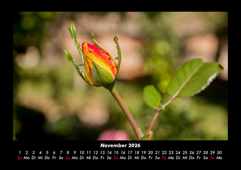 Rosentraum Fotokalender 2026 - 11