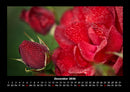 Rosentraum Fotokalender 2026 - 12