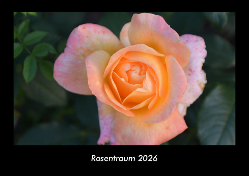 Rosentraum Fotokalender 2026 - Hauptbild