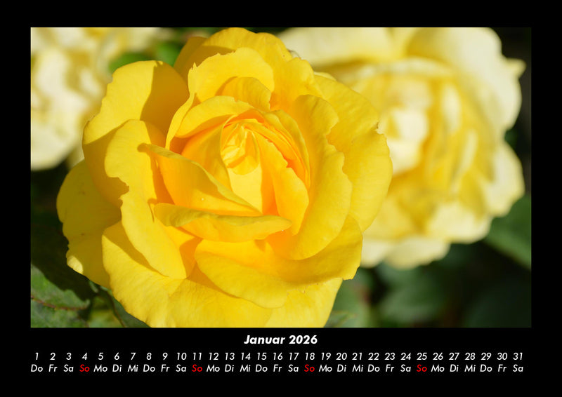 Rosentraum Fotokalender 2026 - 1
