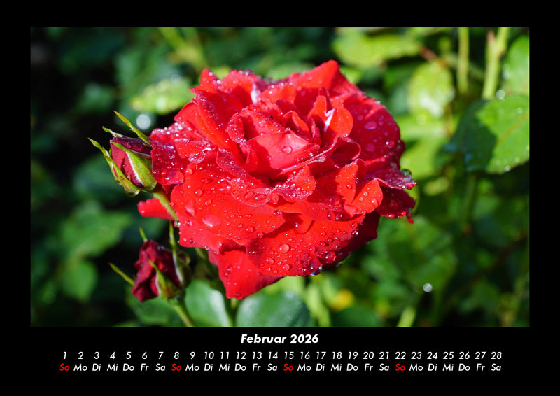 Rosentraum Fotokalender 2026 - 2