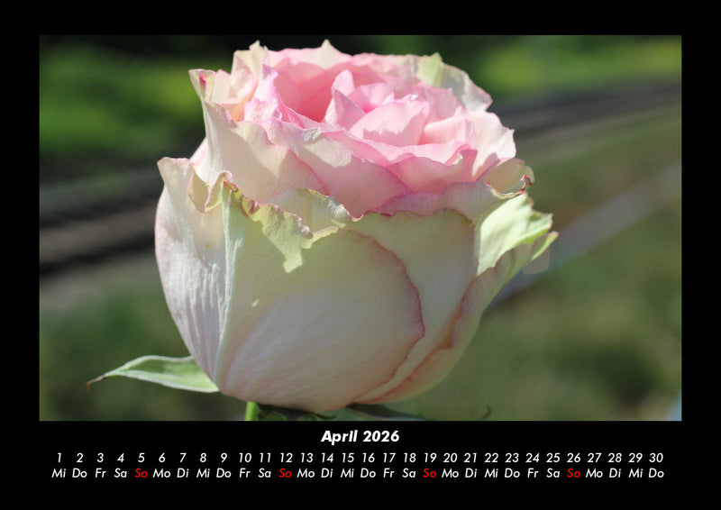 Rosentraum Fotokalender 2026 - 4