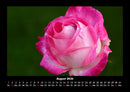 Rosentraum Fotokalender 2026 - 8