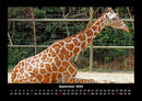 Giraffen Fotokalender 2026 - 9