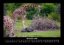 Giraffen Fotokalender 2026 - 11