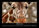 Giraffen Fotokalender 2026 - 12
