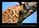 Giraffen Fotokalender 2026 - 1