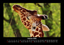 Giraffen Fotokalender 2026 - 2