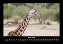 Giraffen Fotokalender 2026 - 3