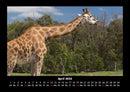Giraffen Fotokalender 2026 - 4