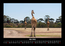 Giraffen Fotokalender 2026 - 5