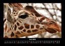 Giraffen Fotokalender 2026 - 6