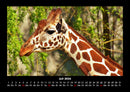 Giraffen Fotokalender 2026 - 7