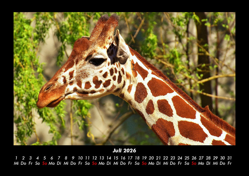 Giraffen Fotokalender 2026 - 7