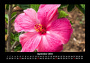 Blumenzauber Fotokalender 2026 - 9