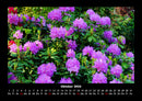 Blumenzauber Fotokalender 2026 - 10