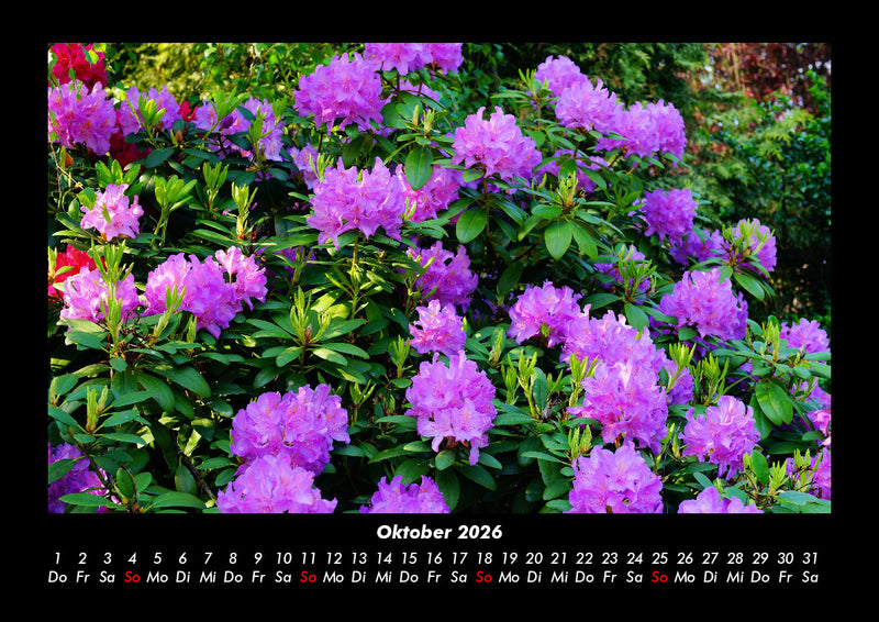 Blumenzauber Fotokalender 2026 - 10