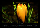 Blumenzauber Fotokalender 2026 - 11