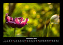 Blumenzauber Fotokalender 2026 - 12