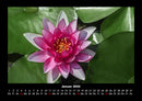 Blumenzauber Fotokalender 2026 - 1
