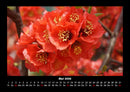 Blumenzauber Fotokalender 2026 - 5
