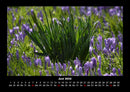 Blumenzauber Fotokalender 2026 - 6