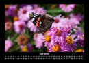 Blumenzauber Fotokalender 2026 - 7