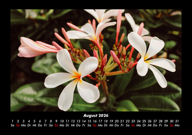 Blumenzauber Fotokalender 2026 - 8
