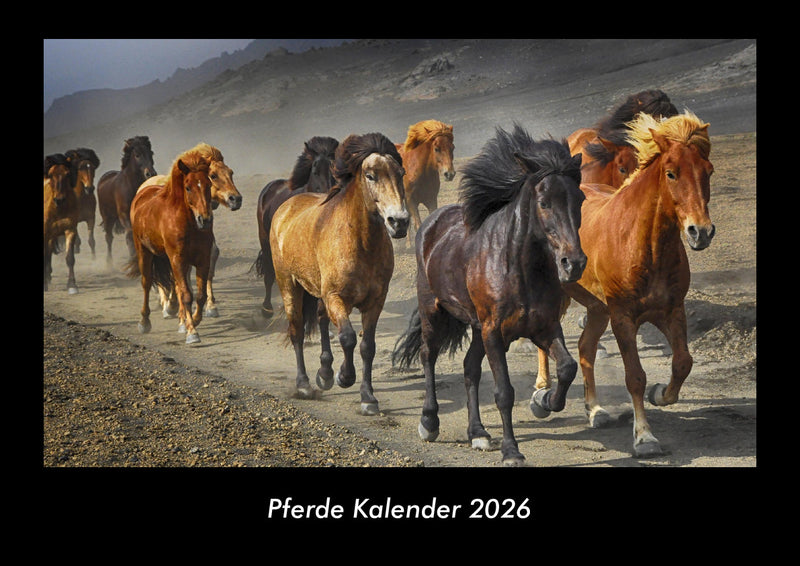 Pferde Kalender Fotokalender 2026 - Hauptbild