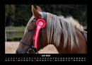 Pferde Kalender Fotokalender 2026 - 7