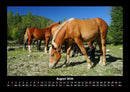 Pferde Kalender Fotokalender 2026 - 8