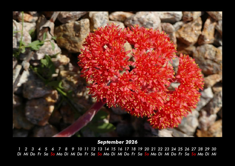 Blumenkalender Fotokalender 2026 - 9