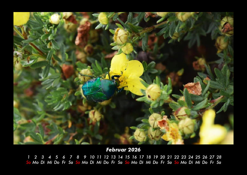 Blumenkalender Fotokalender 2026 - 2