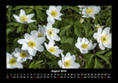 Blumenkalender Fotokalender 2026 - 8