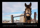 Die Welt der Pferde Fotokalender 2026 - 9