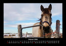 Die Welt der Pferde Fotokalender 2026 - 2